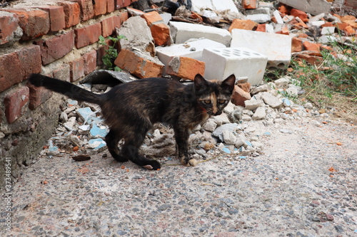 Black and red kitten stands on the street near the destroyed house. The Concept of a lost cat. Animal day concept.