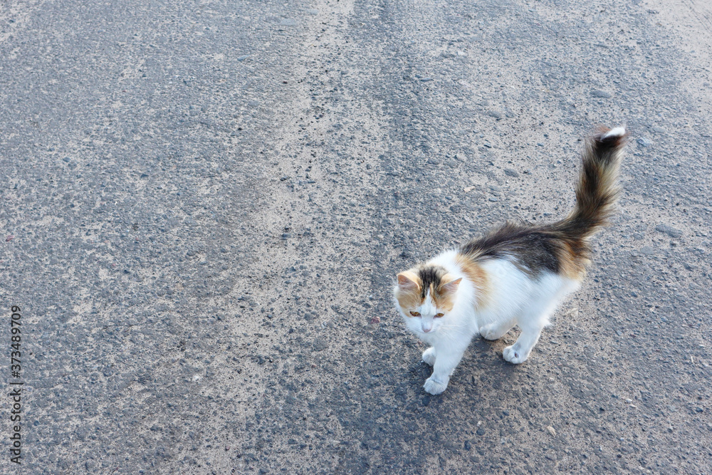 Tricolor cat standing on the street. Stray cats outdoors. Homeless animals concept. Animal day concept. Tricolor cat standing on the street. Stray cats outdoors. Homeless animals concept. Animal day concept.