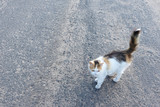 Tricolor cat standing on the street. Stray cats outdoors. Homeless animals concept. Animal day concept.