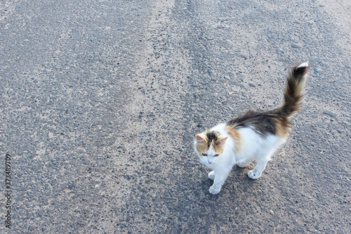 Tricolor cat standing on the street. Stray cats outdoors. Homeless animals concept. Animal day concept. © Zhanna