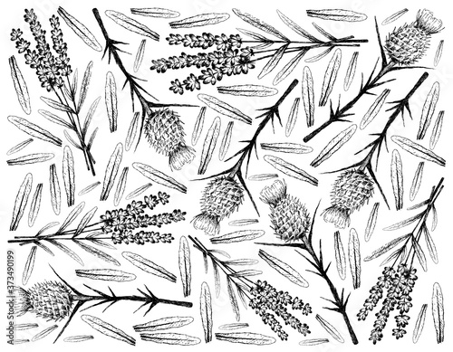 Fotografie Herbal Flower and Plant, Hand Drawn Background of Beautiful Purple Lavender Flowers and Silybum Marianum, Cardus Marianus or Milk Thistle Plant Use As Culinary Herbs