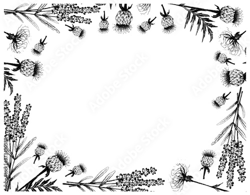 Herbal Flower and Plant, Hand Drawn Illustration Frame of Lavender Flowers and Rhaponticum Carthamoides or Maral Root Plants.
 photo