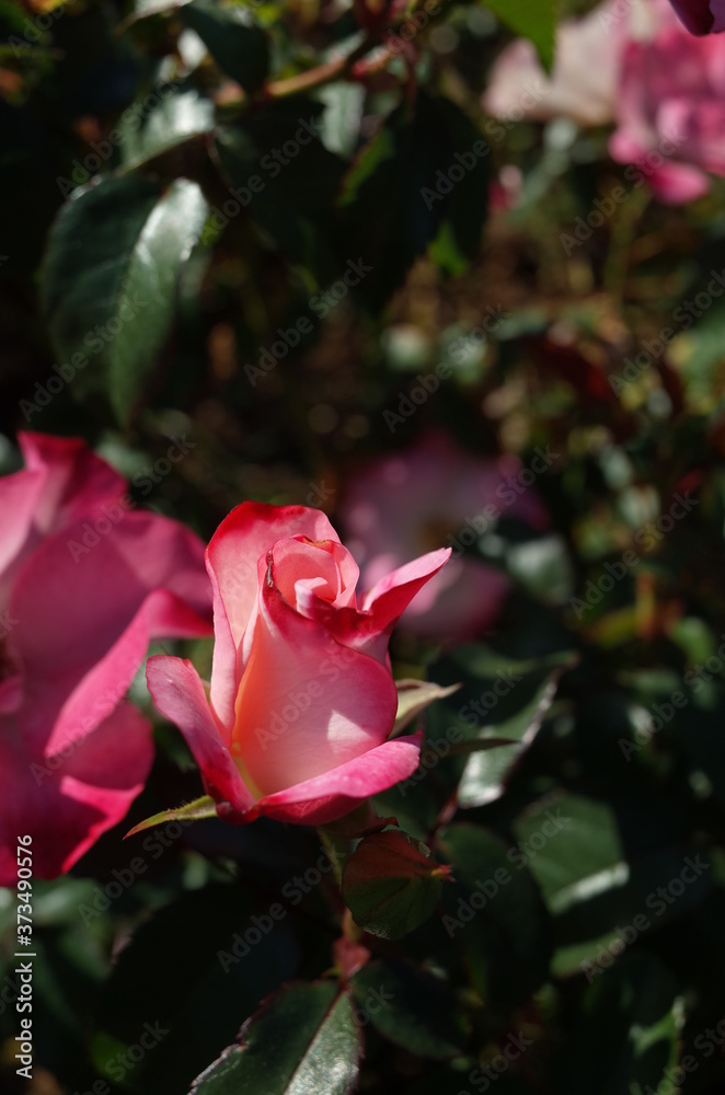 Pink and White Flower of Rose 'Hanagasumi' in Full Bloom
Pink and White Flower of Rose 'Hanagasumi' in Full Bloom