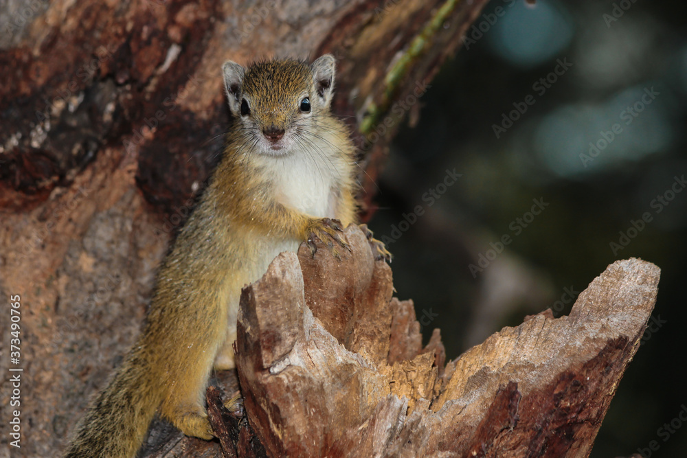 Obraz premium A baby African Tree Squirrel posing high up in a tree in the Greater Kruger National Park.