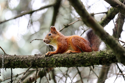 Young squirrel sitting on a pine tree branch in a forest