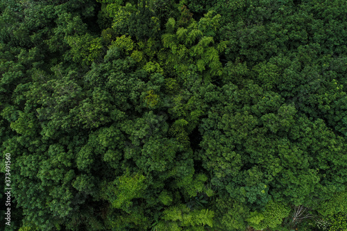 Aerial view green tropical rainforest look dpwn view © themorningglory