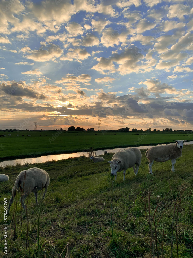 Fototapeta premium Flock of sheep at sunset in a Dutch meadow (Westland, The Netherlands)
