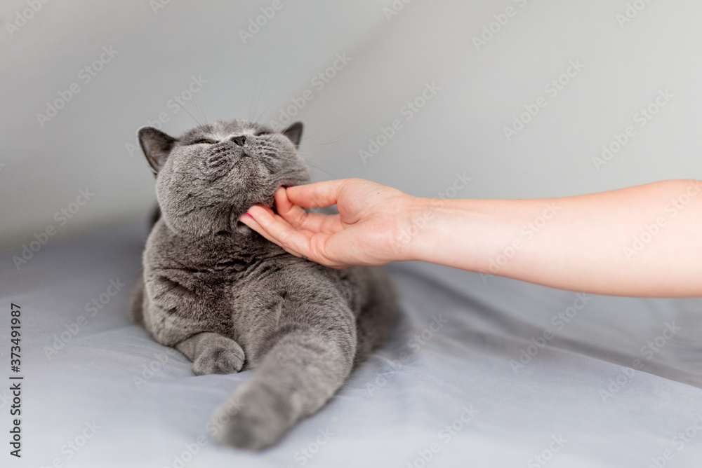 Stroke and pet a cat. Woman hand stroking British cat
