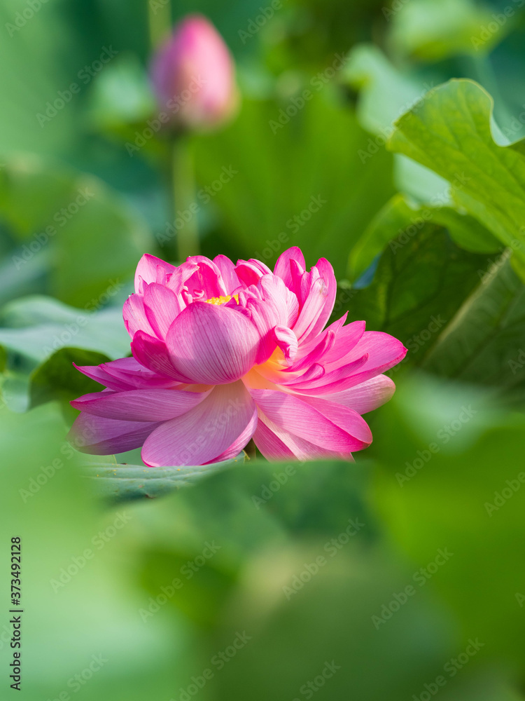 Beautiful pink waterlily or lotus flower in pond.