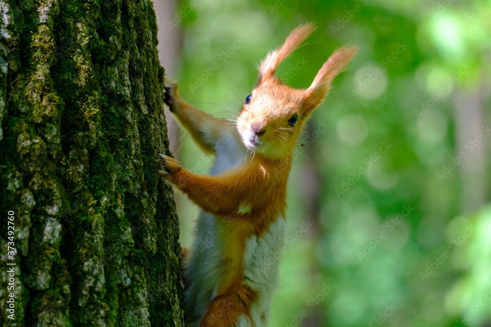 Siberian squirrel in a summer forest