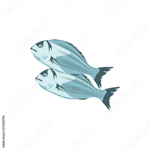 Sea bass, commercial fish species. Bream or crucian carp seafood. Restaurant menu or fish market design. Organic healthy nutritious food cartoon vector illustration isolated on white background