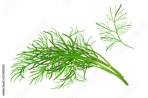 Leinwand Poster Dill isolated on white background