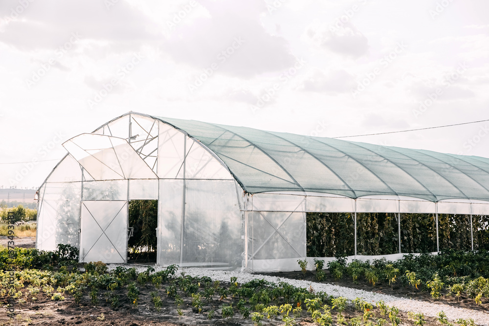 Greenhouse with plants and vegetables. Greenhouse with plants and vegetables.