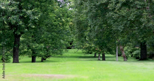 Avenue of trees (birch and maple) on a well kept lawn during a sunny summers day in scotland.