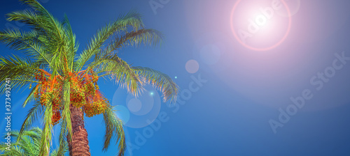 Banner concept with colorful tropical date palm trees with edible sweet fruits at blue gradient sky background with copy space and lens flare effect, details, closeup © neurobite