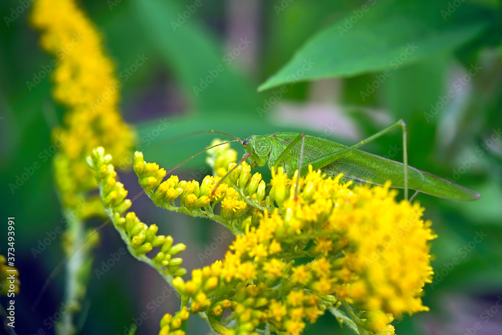 Naklejka premium Vierpunktige Sichelschrecke ( Phaneroptera nana ).