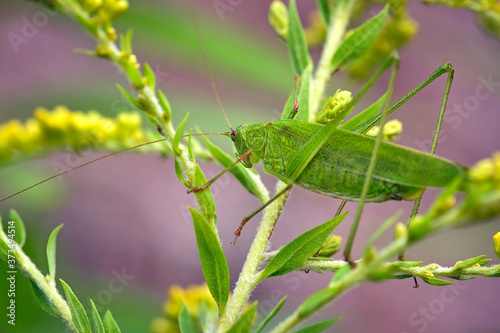 Vierpunktige Sichelschrecke ( Phaneroptera nana ). photo