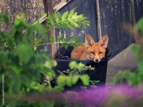 A young fox cub curled up in a black plastic bucket in a suburban garden green plants and purple flowers out of focus in the foreground a dilapidated shed wall behind