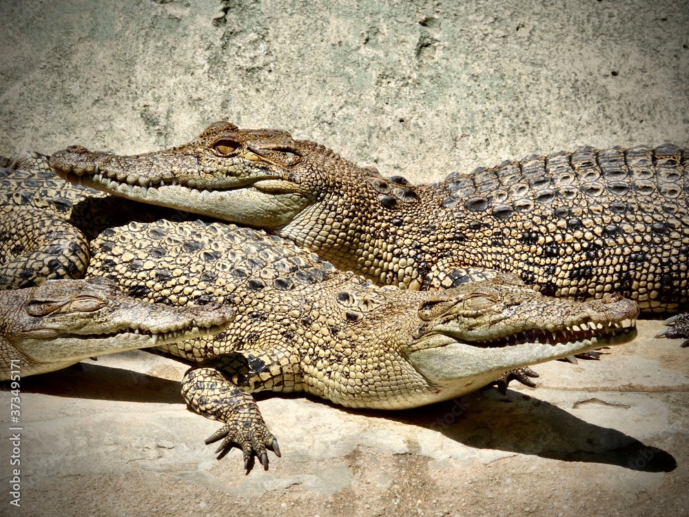 Fototapeta premium alligators relaxing in the sun