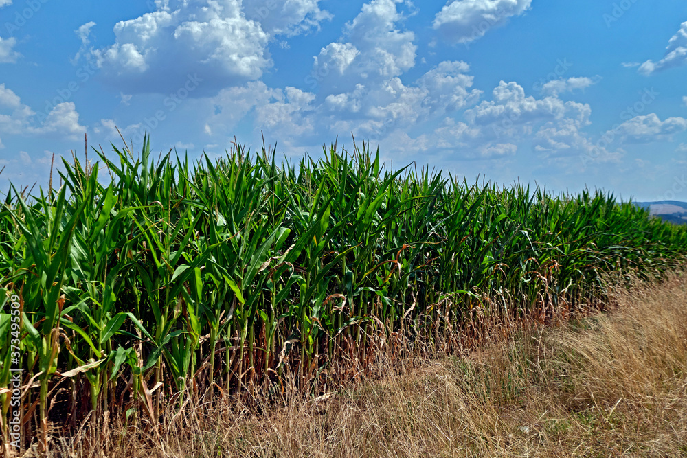 Obraz premium Maisfeld.