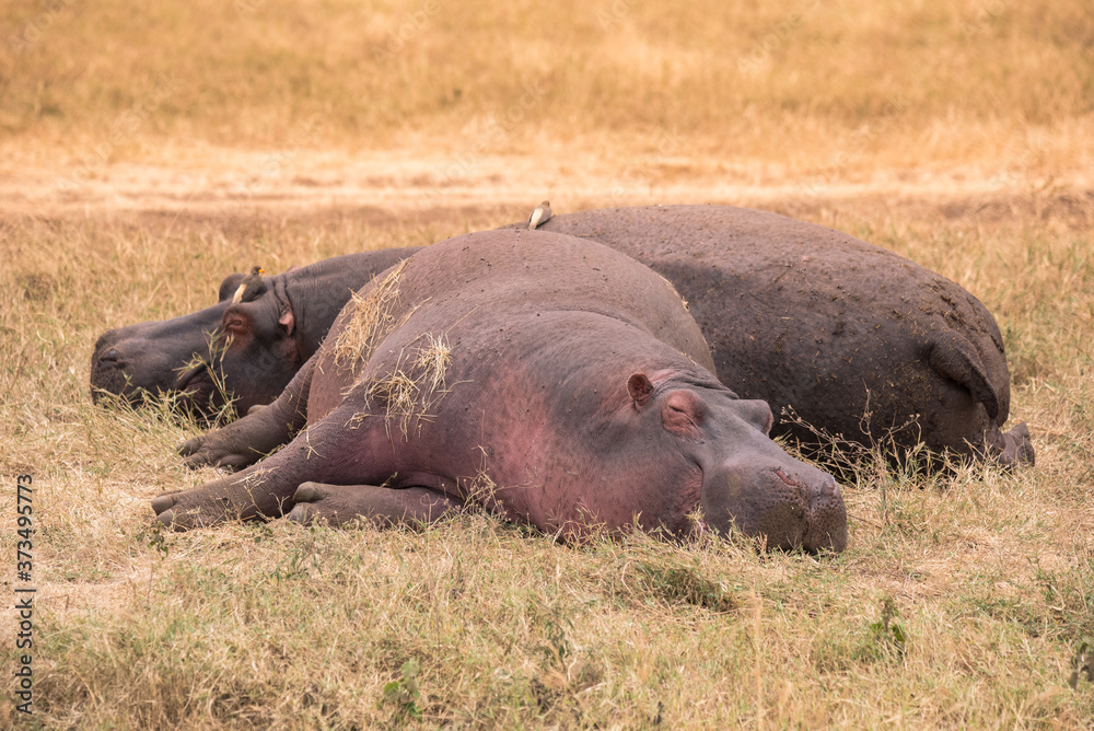 Hippo in beautiful landscape scenery of bush savannah - Game drive in Ngorongoro Crater National Park, Wild Life Safari, Tanzania, Africa Hippo in beautiful landscape scenery of bush savannah - Game drive in Ngorongoro Crater National Park, Wild Life Safari, Tanzania, Africa