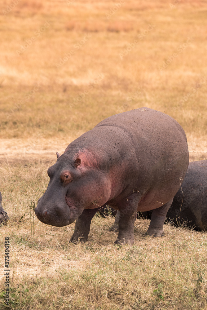 Hippo in beautiful landscape scenery of bush savannah - Game drive in Ngorongoro Crater National Park, Wild Life Safari, Tanzania, Africa Hippo in beautiful landscape scenery of bush savannah - Game drive in Ngorongoro Crater National Park, Wild Life Safari, Tanzania, Africa