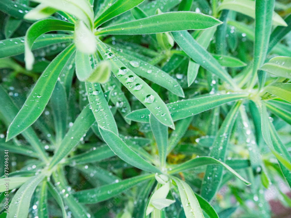 雨上がりの雫をのせた美しい草花