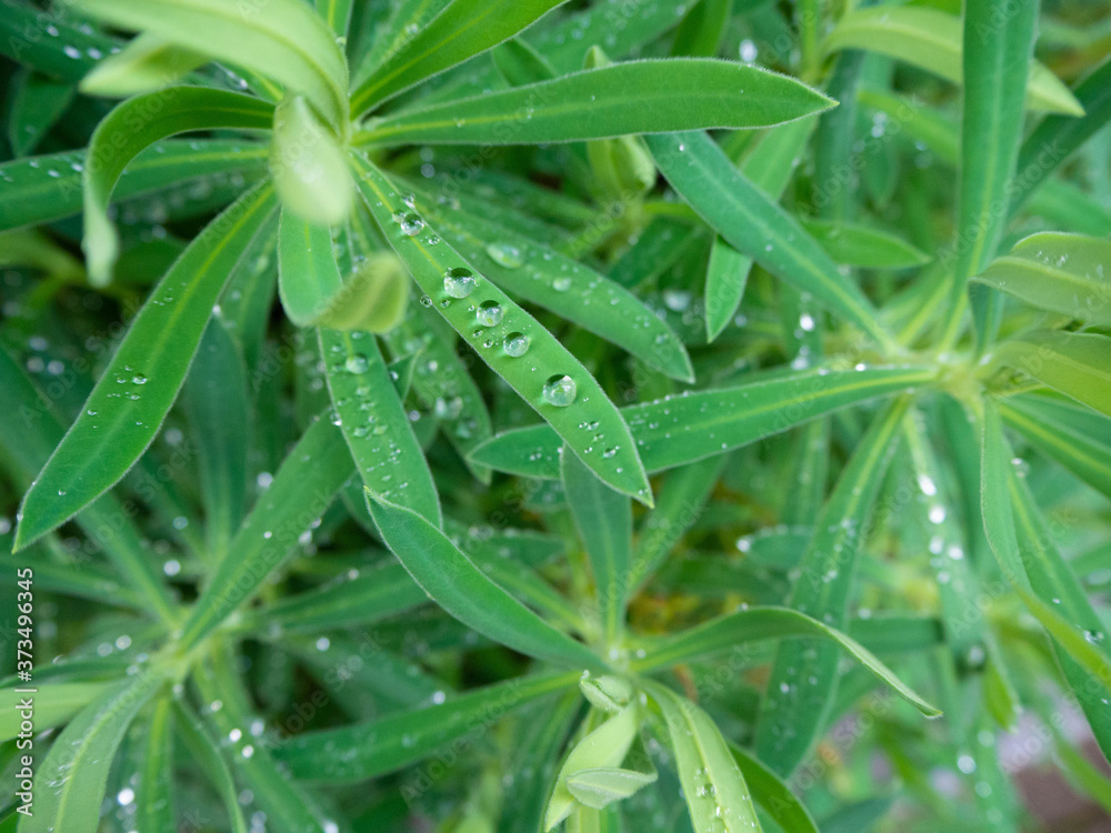 雨上がりの雫をのせた美しい草花