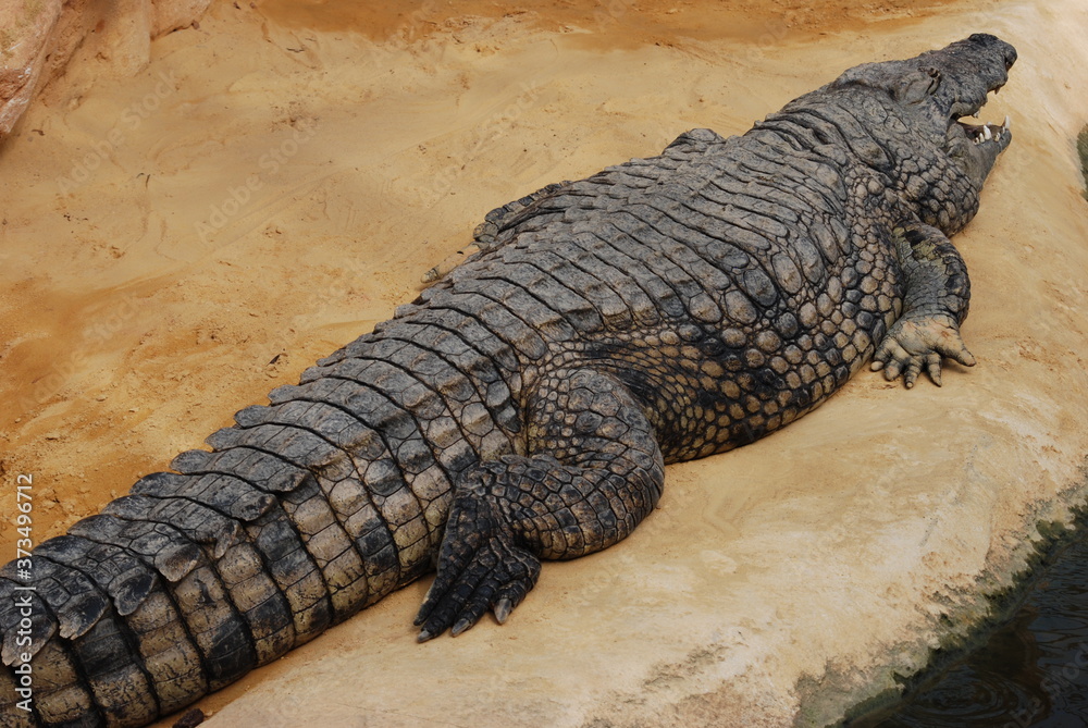 Obraz premium crocodile