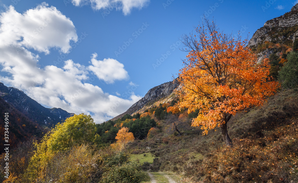 Autumn Tree Landscape, Fall season in Bergueda, Catalonia