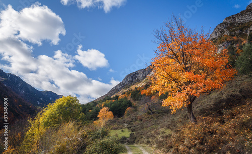 Autumn Tree Landscape, Fall season in Bergueda, Catalonia