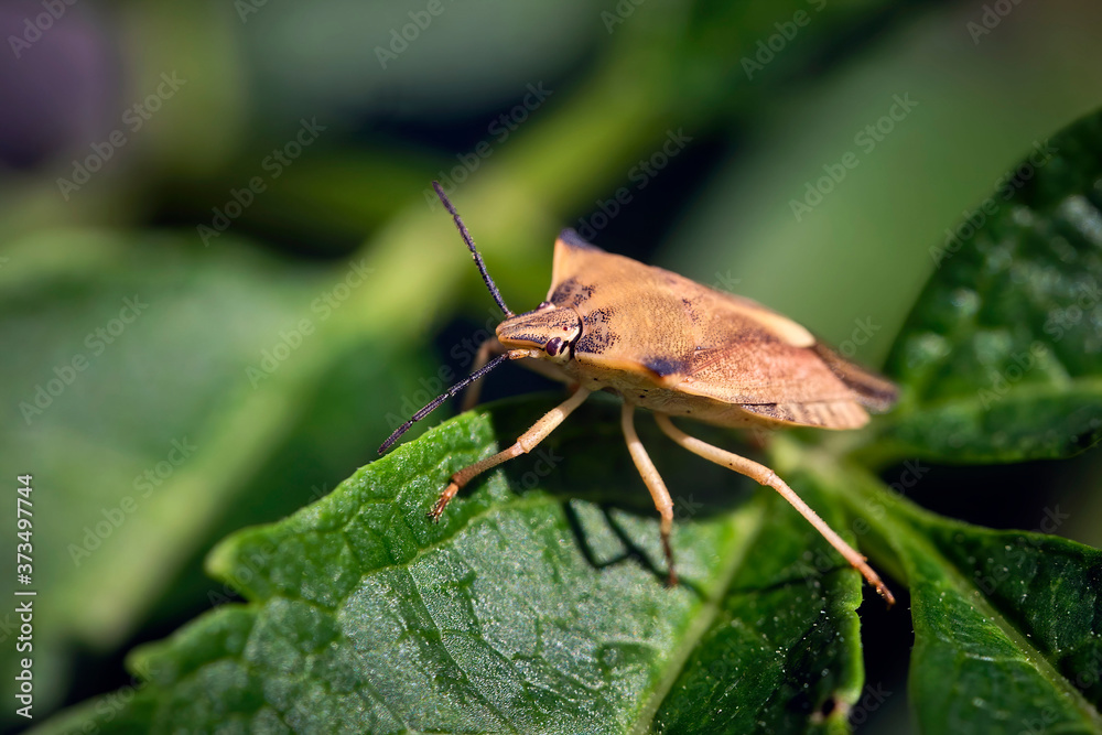 Nördliche Fruchtwanze ( Carpocoris fuscispinus ). Nördliche Fruchtwanze ( Carpocoris fuscispinus ).