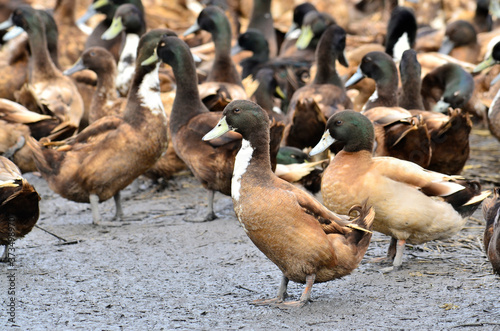 Flock of many ducks standing in group in open field as farmed duck in thailand, © prin79