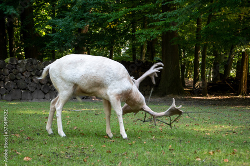 Reh im Park füttern gehege portrait 
