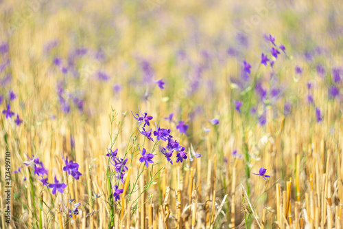 Blue-purple wildflowers among cut wheat