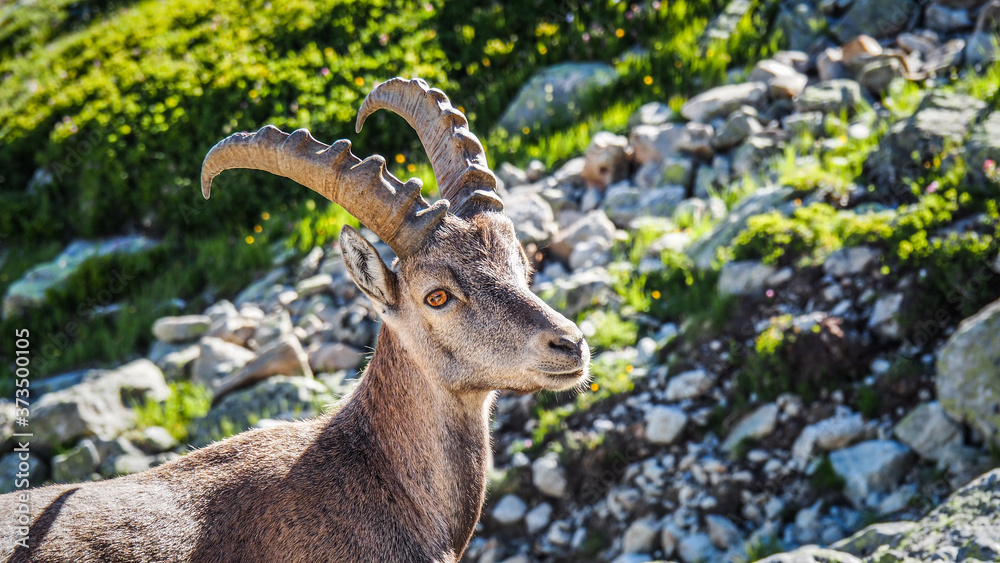 Tour du Mont Blanc in the Alps