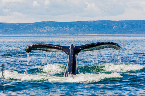 Whale in Tadoussac, Quebec