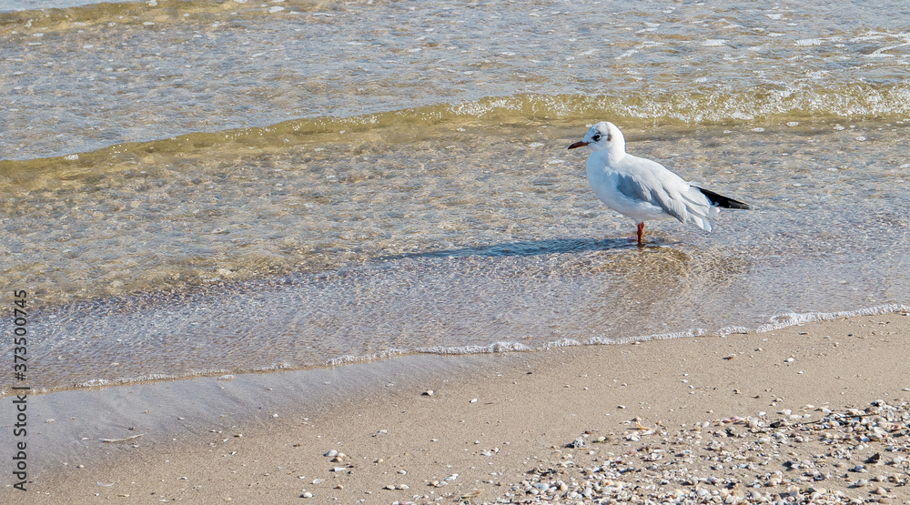 Möwen am Strand des polnischen Seebad Swinemünde. Seagulls on the beach of the Polish seaside resort of Świnoujście Möwen am Strand des polnischen Seebad Swinemünde. Seagulls on the beach of the Polish seaside resort of Świnoujście