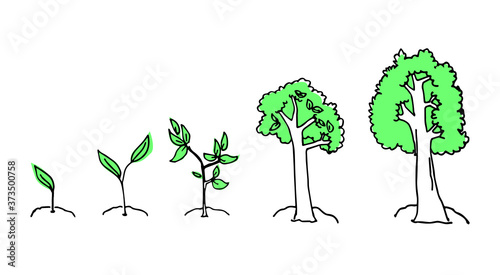Hand drawn growth stages sketch. Stages of growing plant isolated on white background. Simple sketch tree growth, modern scribble for kids, sticker and learning. Cartoon style. Colorful doodle art. 