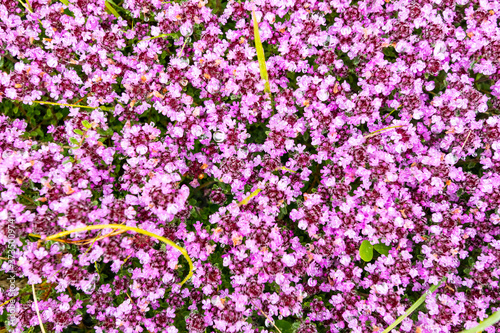 Floral background made of blossoming Heather flowers common known as Callluna Vulgarus with green grass. Ireland photo