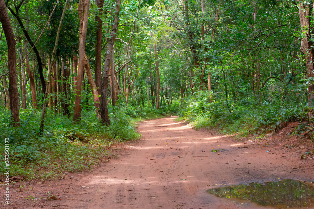 Fototapeta premium The walkway is sandy and wet in the rain forest.