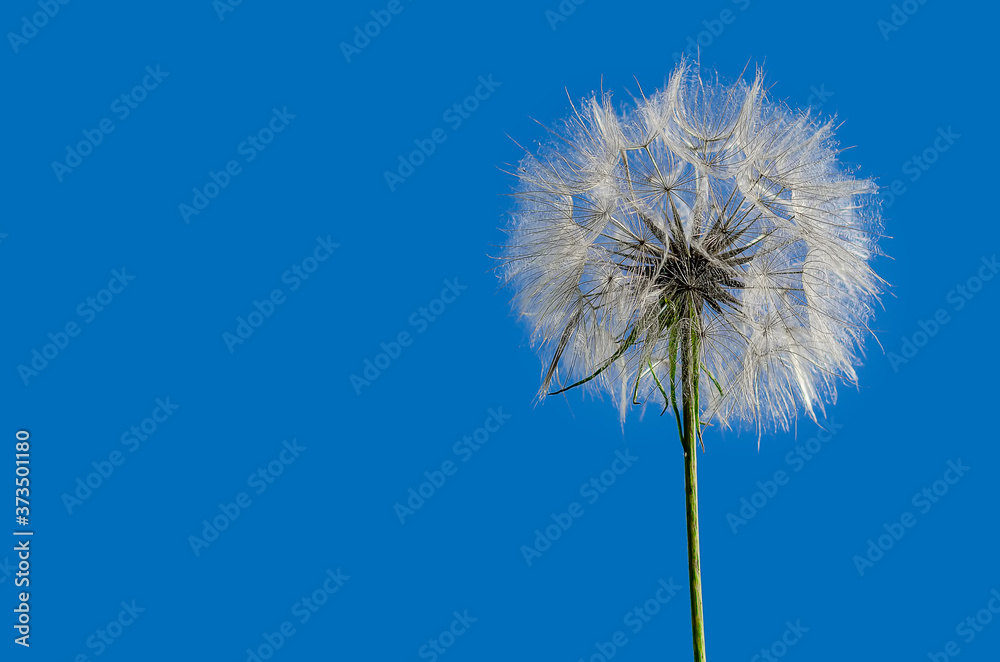 Big dandelion on background of blue sky