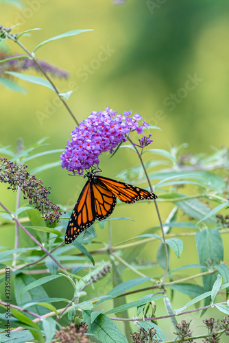 Photography Orange monarch butterfly perched on purple flower of butterfly bush