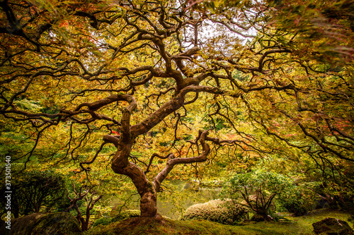 Japanese Maple