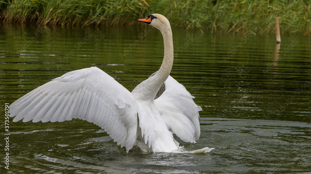 Fototapeta premium Schwan