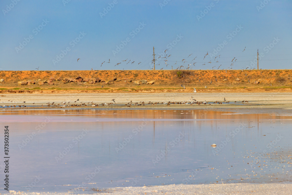 Flock of birds on the pink salty Syvash lake in Kherson region, Ukraine