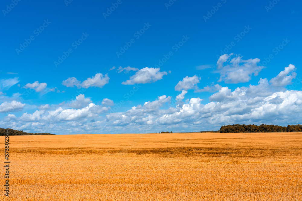 golden wheat field under a beautiful sky on a summer day. harvest concept golden wheat field under a beautiful sky on a summer day. harvest concept