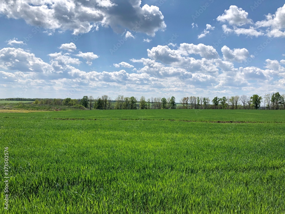 Fototapeta premium View of the green field, forest and blue sky