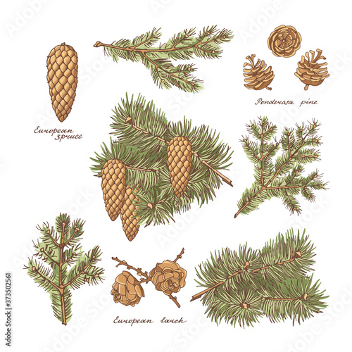 Big set of European larch, spruce and cones of Ponderosa pine on a white background. Vintage hand-drawn set.  Vector illustration.