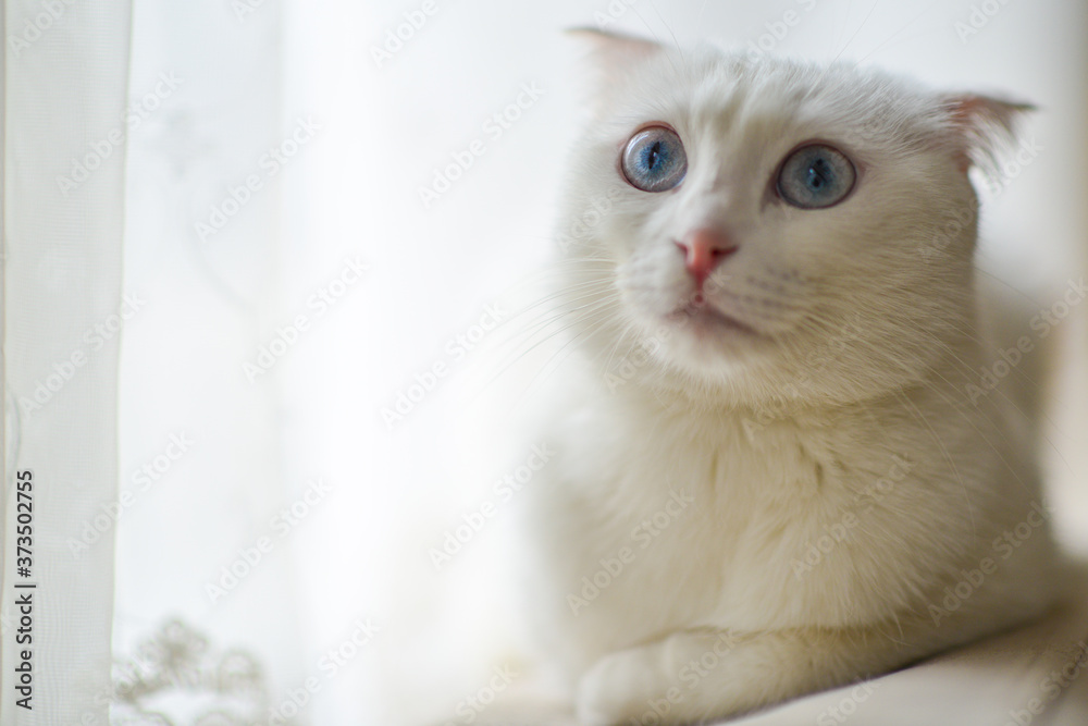 Scottish fold breed white cat with blue eyes in natural window light Scottish fold breed white cat with blue eyes in natural window light
